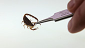 Scorpion raising sting in defense