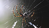 Silver orb weaver positions self in web