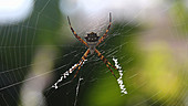 Silver orb weaver waiting in web