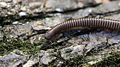 Millipede walks across log