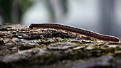 Millipede walks across log