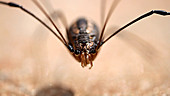 Harvestman moves it mouthparts