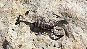 Flat rock scorpion scurrying across rocks