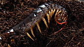 Vietnamese centipede eating insect