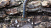 Eastern bark centipede scurries across log