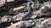 Eastern bark centipede scurries across log