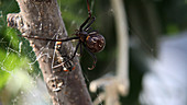 Fly struggling in black widow web
