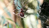 Black widow spider approaches fly
