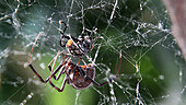 Black widow spider trys to wrap fly