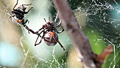 Black widow spider wrapping housefly