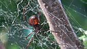 Black widow spider maintaining web