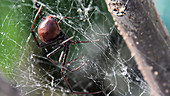Black widow spider climbing in web