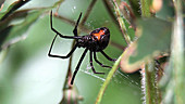 Black widow spider in web
