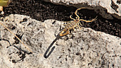 Arizona scorpion scurrying across rocks