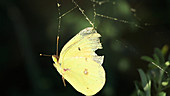 Butterfly dangling from spider web