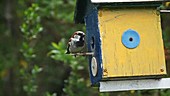 Sparrow returning to birdhouse