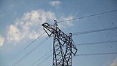 Purple martins fly off transmission tower