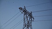 Purple martins fly off transmission tower