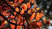 Flowering dogwood leaves