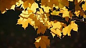 Sugar maple leaves