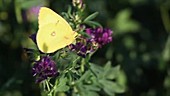 Butterflies visiting alfalfa flowers