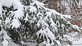 Fresh snow clinging to branches