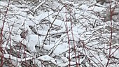 Fresh snow clinging to branches