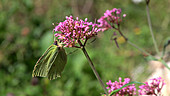 Brimstone butterfly on lilac