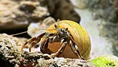 Hermit crab grooming