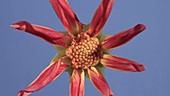 Dahlia Star flower, timelapse