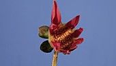 Dahlia Star flower, timelapse