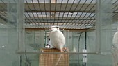 Lab rat exploring