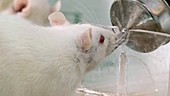 Lab rat drinking