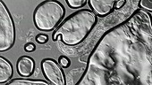 C. elegans nematode worm, light microscopy