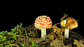 Fly agaric mushrooms growing