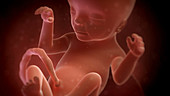 Eighteen-week-old foetus