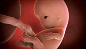 Nine-week-old foetus