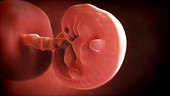 Six-week-old embryo
