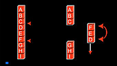 Chromosomal mutations, animation