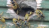 Wasps at their nest