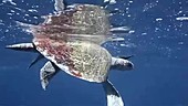 Ridley sea turtle