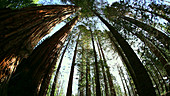 Coast redwood trees (Sequoia sempervirens)