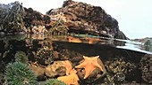 Tide pool with starfish