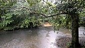 Tropical rainforest river