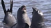 Northern elephant seals fighting