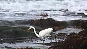 Great egret hunting
