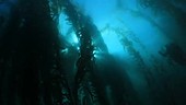 Scuba diver in kelp forest