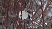 Tufted titmouse perching on branch