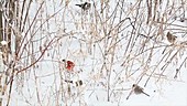 Cardinals and sparrows searching for seeds