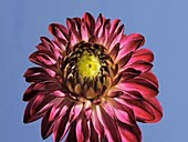 Dahlia flower, timelapse